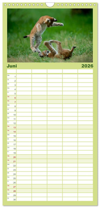 Der Luchs - Dem Pinselohr auf der Spur (CALVENDO Familienplaner 2026)