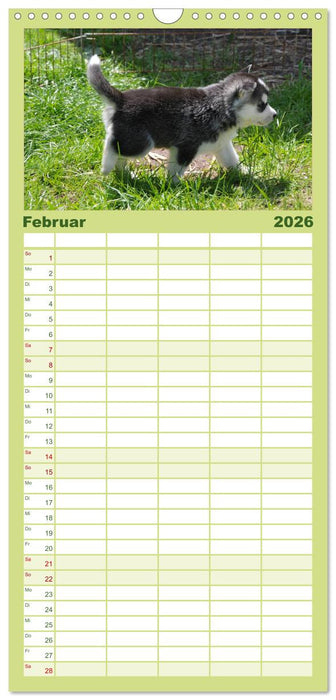 Husky Welpen (CALVENDO Familienplaner 2026)