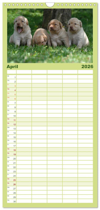 Labrador Welpen (CALVENDO Familienplaner 2026)