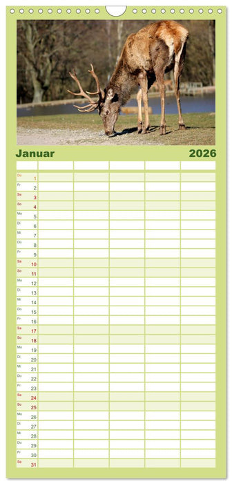 Hirsche - Könige des Waldes (CALVENDO Familienplaner 2026)