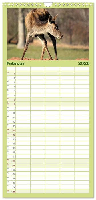 Hirsche - Könige des Waldes (CALVENDO Familienplaner 2026)
