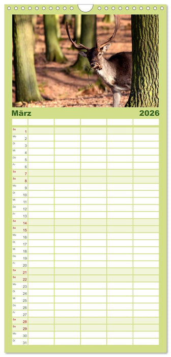 Hirsche - Könige des Waldes (CALVENDO Familienplaner 2026)