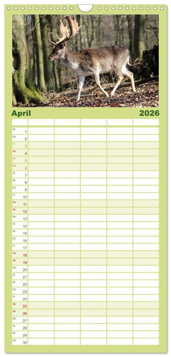 Hirsche - Könige des Waldes (CALVENDO Familienplaner 2026)