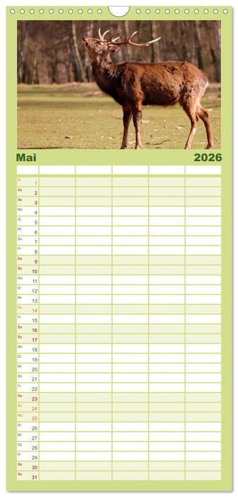 Hirsche - Könige des Waldes (CALVENDO Familienplaner 2026)
