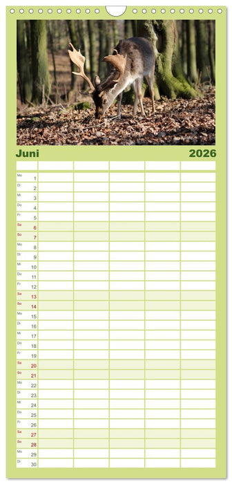 Hirsche - Könige des Waldes (CALVENDO Familienplaner 2026)