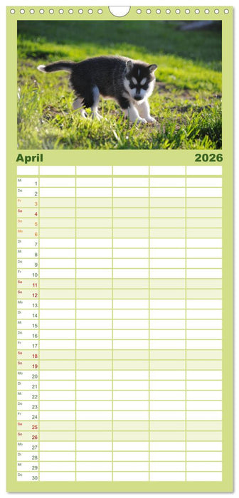 Huskys - Traumhunde (CALVENDO Familienplaner 2026)