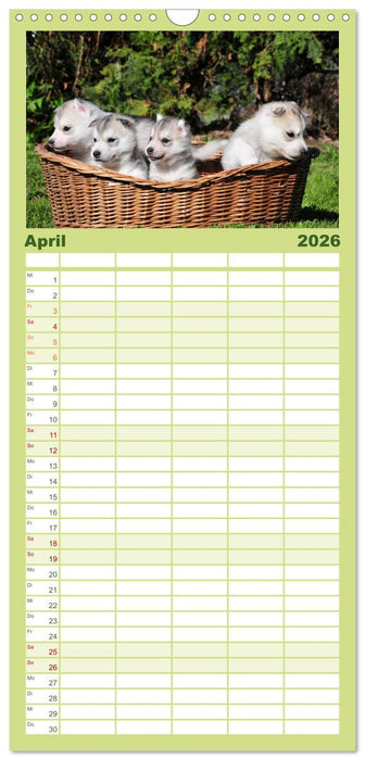 Siberian Husky - der Urtyp (CALVENDO Familienplaner 2026)