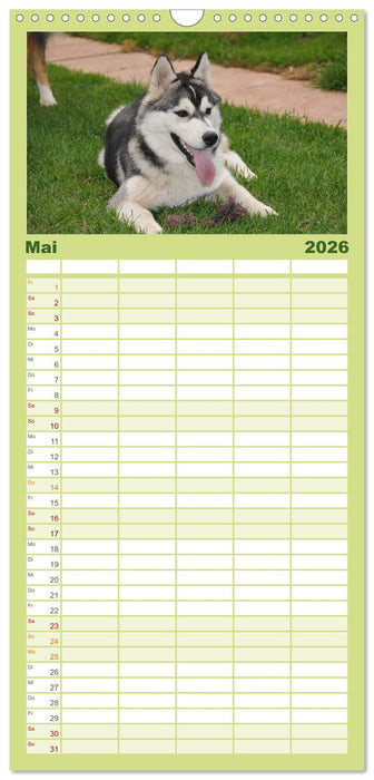 Siberian Husky - der Urtyp (CALVENDO Familienplaner 2026)