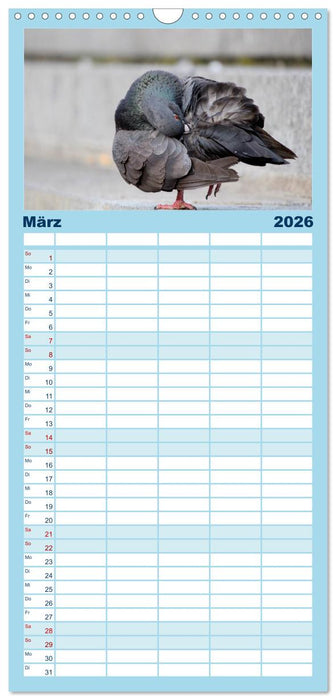 Geliebte Tauben (CALVENDO Familienplaner 2026)