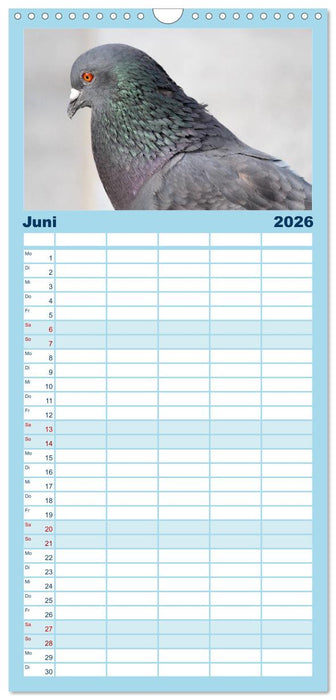 Geliebte Tauben (CALVENDO Familienplaner 2026)