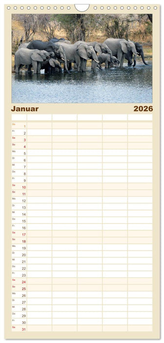 begegnungen - elefanten im südlichen afrika (CALVENDO Familienplaner 2026)