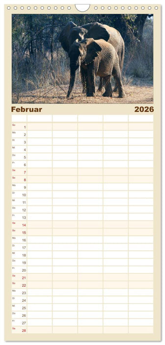 begegnungen - elefanten im südlichen afrika (CALVENDO Familienplaner 2026)