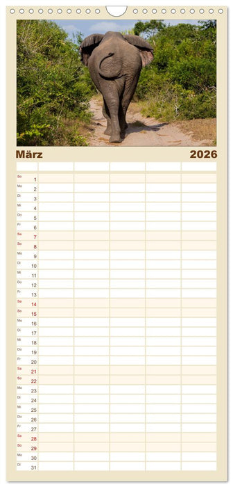 begegnungen - elefanten im südlichen afrika (CALVENDO Familienplaner 2026)