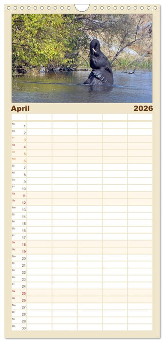 begegnungen - elefanten im südlichen afrika (CALVENDO Familienplaner 2026)