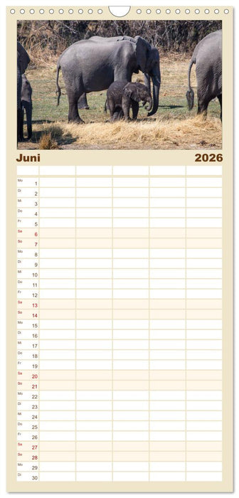 begegnungen - elefanten im südlichen afrika (CALVENDO Familienplaner 2026)