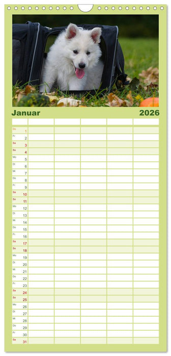 Weißer Schweizer Schäferhund - Ein Tag im Leben einer Hundefamilie (CALVENDO Familienplaner 2026)