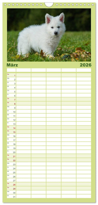 Weißer Schweizer Schäferhund - Ein Tag im Leben einer Hundefamilie (CALVENDO Familienplaner 2026)