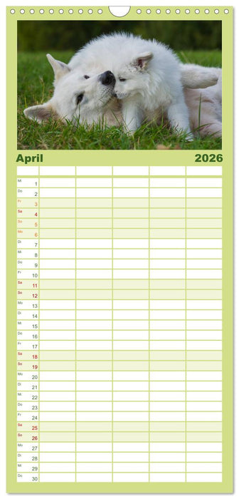 Weißer Schweizer Schäferhund - Ein Tag im Leben einer Hundefamilie (CALVENDO Familienplaner 2026)