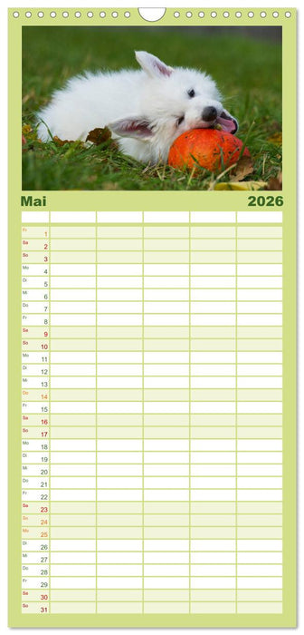 Weißer Schweizer Schäferhund - Ein Tag im Leben einer Hundefamilie (CALVENDO Familienplaner 2026)