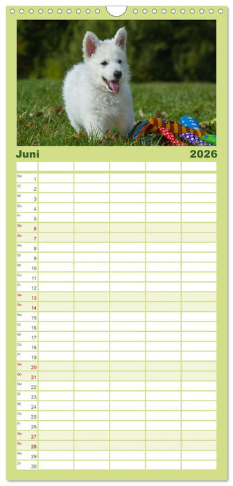 Weißer Schweizer Schäferhund - Ein Tag im Leben einer Hundefamilie (CALVENDO Familienplaner 2026)
