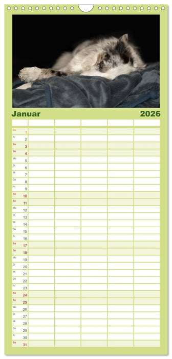 Border Collies (CALVENDO Familienplaner 2026)