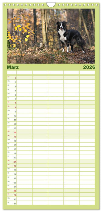Border Collies (CALVENDO Familienplaner 2026)