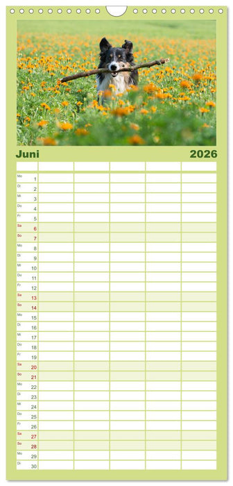 Border Collies (CALVENDO Familienplaner 2026)