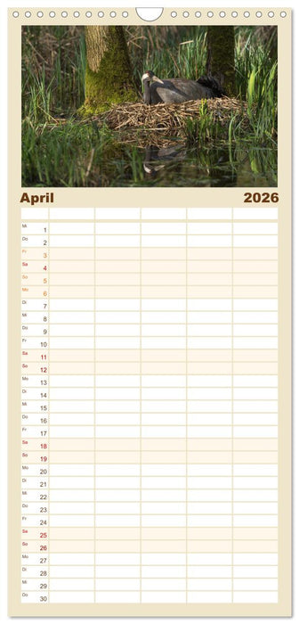 Mit Kranichen durch das Jahr (CALVENDO Familienplaner 2026)