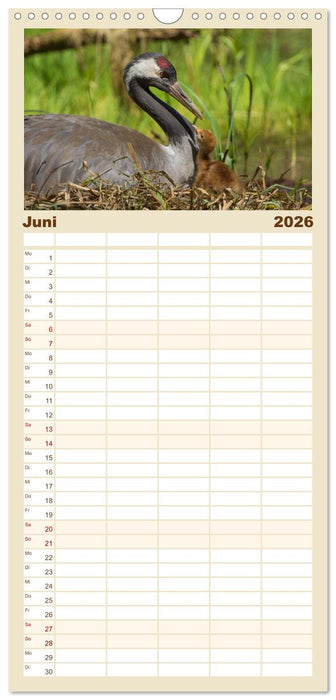 Mit Kranichen durch das Jahr (CALVENDO Familienplaner 2026)