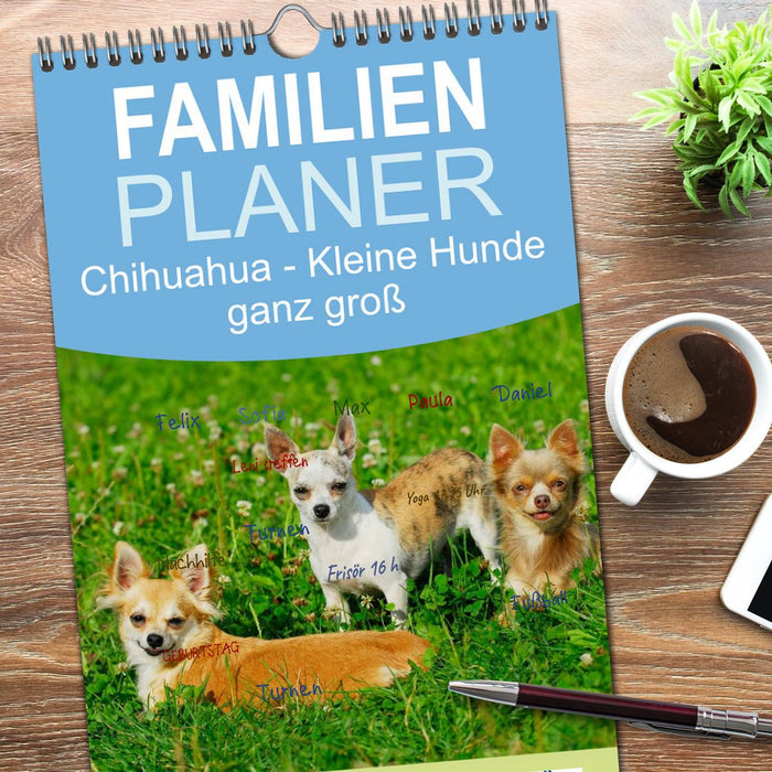 Chihuahua - Kleine Hunde ganz groß (CALVENDO Familienplaner 2026)