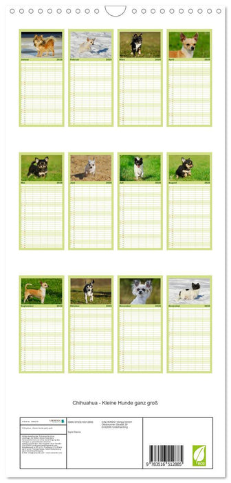 Chihuahua - Kleine Hunde ganz groß (CALVENDO Familienplaner 2026)