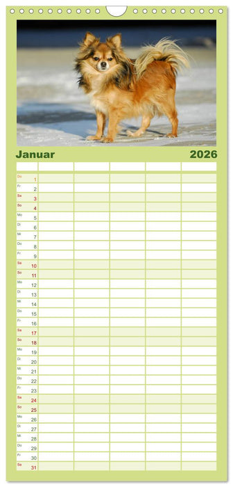 Chihuahua - Kleine Hunde ganz groß (CALVENDO Familienplaner 2026)