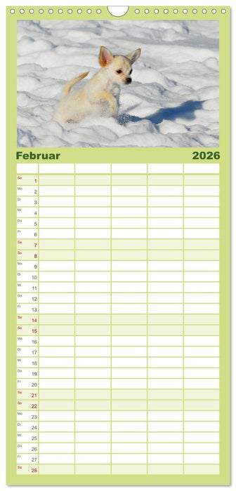 Chihuahua - Kleine Hunde ganz groß (CALVENDO Familienplaner 2026)