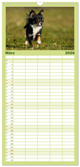 Chihuahua - Kleine Hunde ganz groß (CALVENDO Familienplaner 2026)
