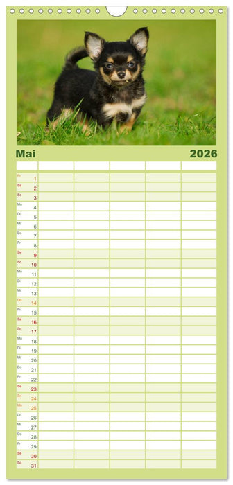 Chihuahua - Kleine Hunde ganz groß (CALVENDO Familienplaner 2026)