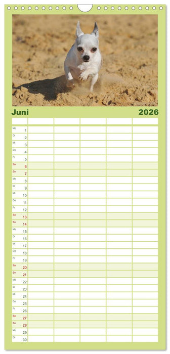 Chihuahua - Kleine Hunde ganz groß (CALVENDO Familienplaner 2026)