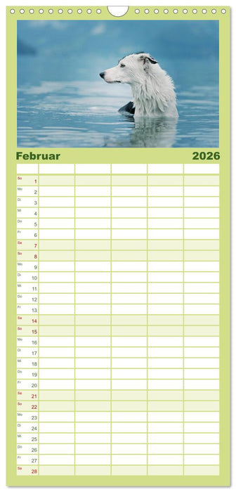 Der Bordercollie-Kalender (CALVENDO Familienplaner 2026)