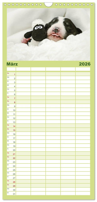 Der Bordercollie-Kalender (CALVENDO Familienplaner 2026)