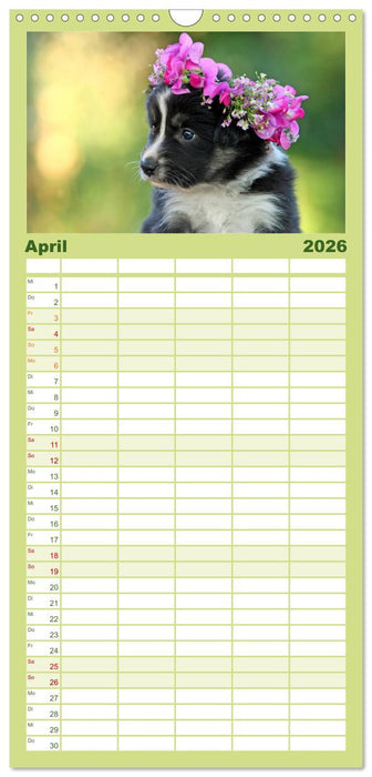 Der Bordercollie-Kalender (CALVENDO Familienplaner 2026)
