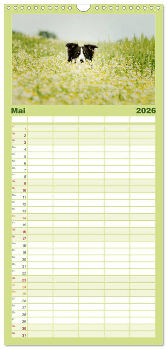 Der Bordercollie-Kalender (CALVENDO Familienplaner 2026)