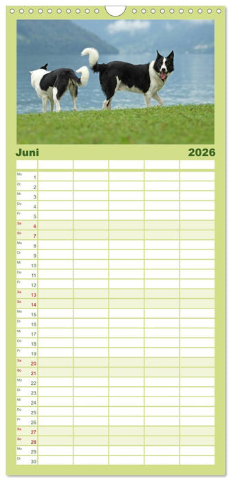 Der Bordercollie-Kalender (CALVENDO Familienplaner 2026)