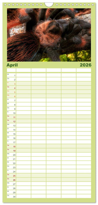 Mystische Vogelspinnen (CALVENDO Familienplaner 2026)