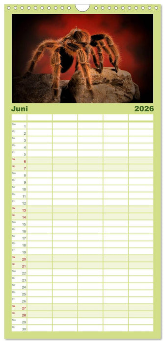 Mystische Vogelspinnen (CALVENDO Familienplaner 2026)