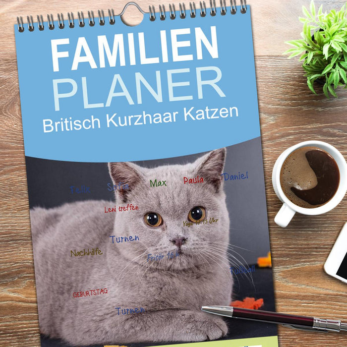 Britisch Kurzhaar Katzen (CALVENDO Familienplaner 2026)
