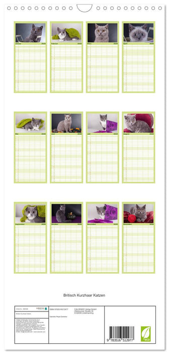 Britisch Kurzhaar Katzen (CALVENDO Familienplaner 2026)