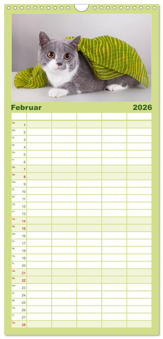 Britisch Kurzhaar Katzen (CALVENDO Familienplaner 2026)