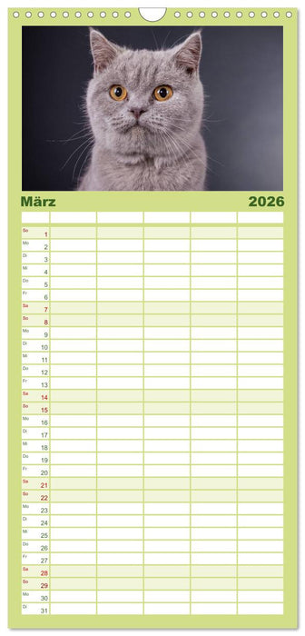 Britisch Kurzhaar Katzen (CALVENDO Familienplaner 2026)