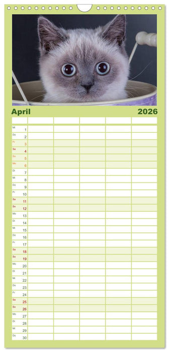 Britisch Kurzhaar Katzen (CALVENDO Familienplaner 2026)