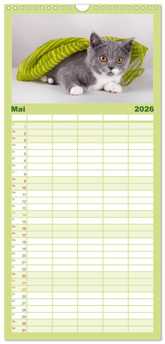 Britisch Kurzhaar Katzen (CALVENDO Familienplaner 2026)