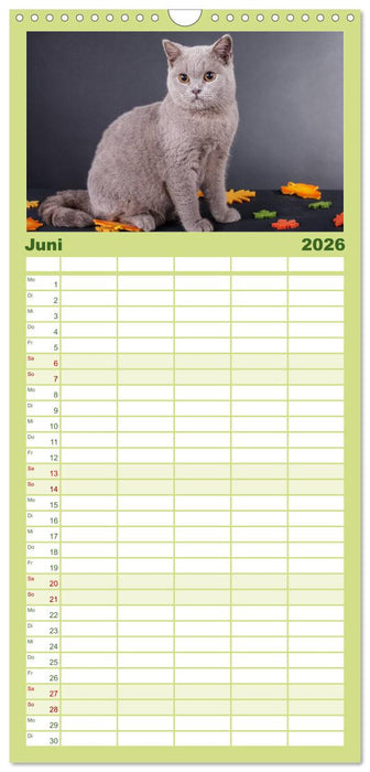 Britisch Kurzhaar Katzen (CALVENDO Familienplaner 2026)